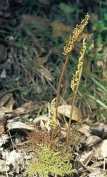 Botrychium biforme. Mature plants with sterile and fertile laminae, showing green and bronze colour forms.
 Image: J.E. Braggins © John Braggins 2004 All rights reserved